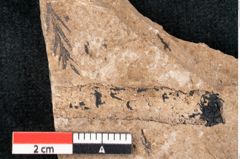 Foto (Detailansicht) von Araucaria sternbergii Goeppert (NHMW-GEO-2024-0188-8305)